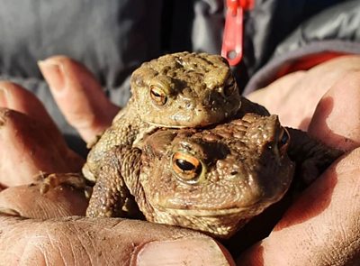 Henley's toad patrol are celebrating 25 years of keeping the amphibians away from danger.