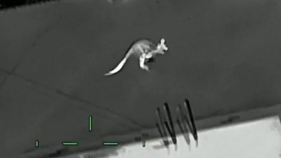 The marsupial was captured after it was spotted hopping around near a Florida apartment complex.