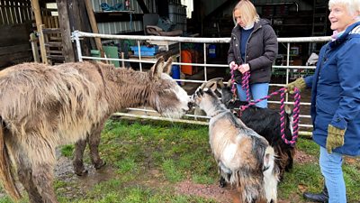 harold the donkey meets his goat friends