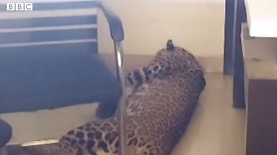 Twelve-year-old traps leopard inside room