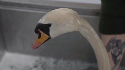 A swan being cleaned of oil