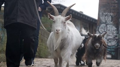 Goat walking at ouseburn farm