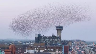A starling murmuration flying over Great Yarmouth.