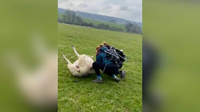 Hikers roll over the stricken sheep