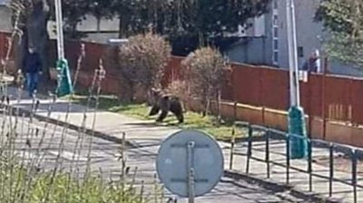 A bear running down the road