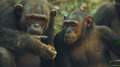 A male chimp has food in his hand while another chimp looks on eagerly 