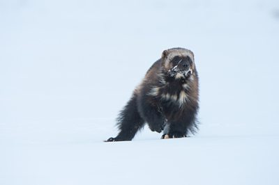 a wolverine mid stride walking through snow