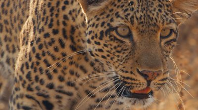 close up of a leopard with it's mouth slightly open
