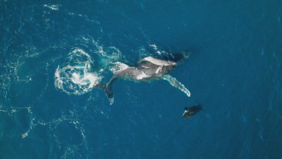 Aerial shot of a pod of orcas trying to separate a humpback mother and calf in the ocean