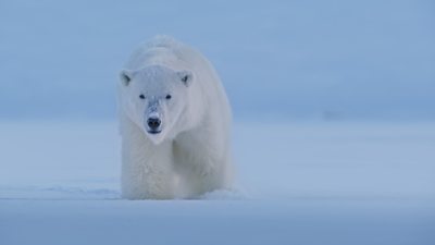 A polar bear walking on snow towards the camera