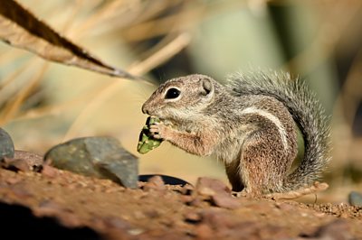 A Harris antelope squirrel eating a cactus fruit