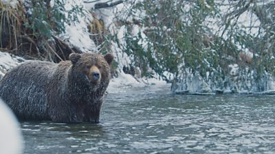 A grizzly bear with snow on its fur standing in cold water. snow and foliage in the background