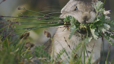 a collared pika with a mouth full of vegetation 