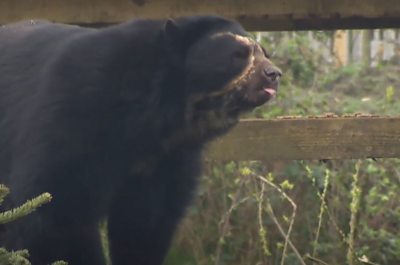 Andean bear