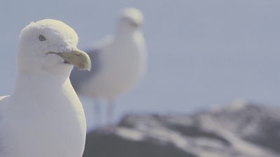 A herring gull