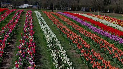 Tulips at Tulleys Farm in West Sussex