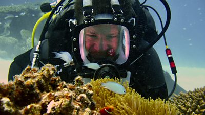 Steve Backshall scuba diving looking at reefs underwater