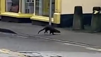 An otter running on a high street