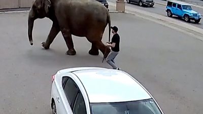 Escaped elephant in a car park