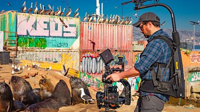 Photo of camera operator filming Sea Lions and birds during production for Mammals 