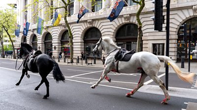 A black and a grey horse run through the street in central London