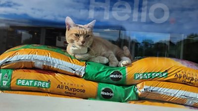 Cat lying on compost in supermarket window.