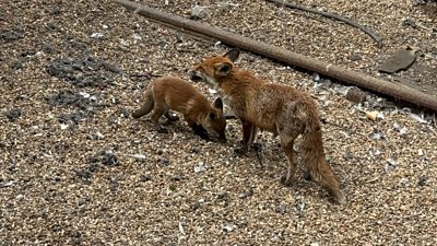 Two foxes close to the railway track at Brighton station