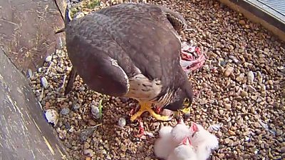 Derby: Peregrine chicks hatch in cathedral nest