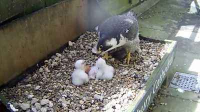 Salisbury: Four peregrine falcon chicks hatch at cathedral