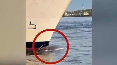Whale on ships bow