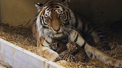 Rare Amur tiger cubs born at Longleat Safari Park - BBC News