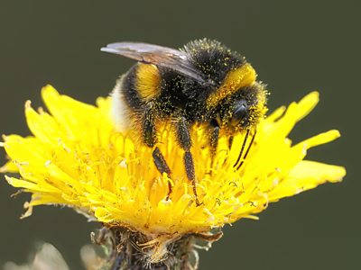Bee sat on yellow flower