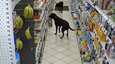 Dogs in a supermarket aisle