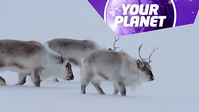 reindeer in the snow and the Your Planet logo