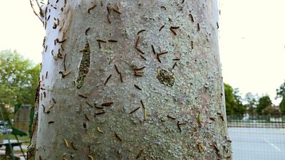 A tree covered with caterpillars