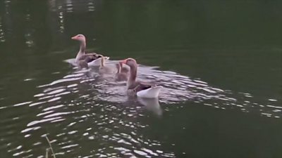 Gosling reunited with parents after rescue