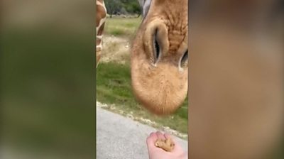Child offering giraffe food