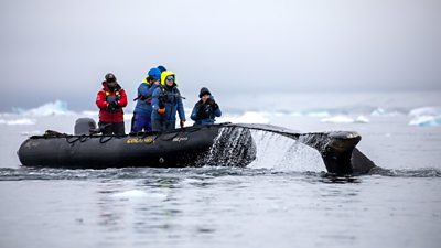 Scientists in a dinghy track a humpback whale in the ocean