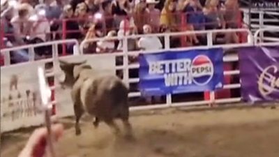 Rodeo bull hops arena fence in front of shocked crowd