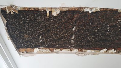 Bees in a ceiling