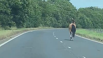 A horse runs down an open road