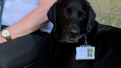 Labrador dog at sitting down