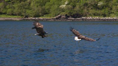 White-tailed sea eagles