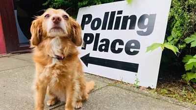 Dog standing in front of a polling station sign