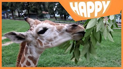 A baby giraffe eating leaves and the Happy News logo