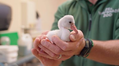 Flamingo chick being held in a man's hand