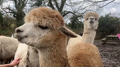 Alpacas