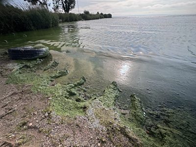 Blue-green algae on the shoreline of Lough Neagh