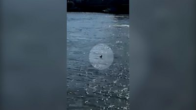 Mobile phone footage of a fin peeking out of water.