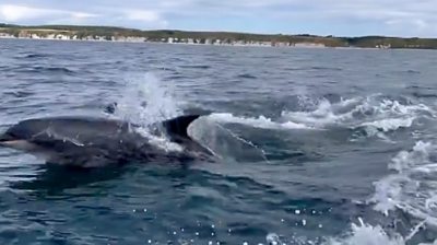 Dolphins off coast of Bridlington